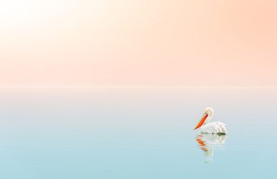 Photo Soft pastels