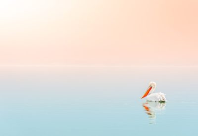 Photo Soft pastels